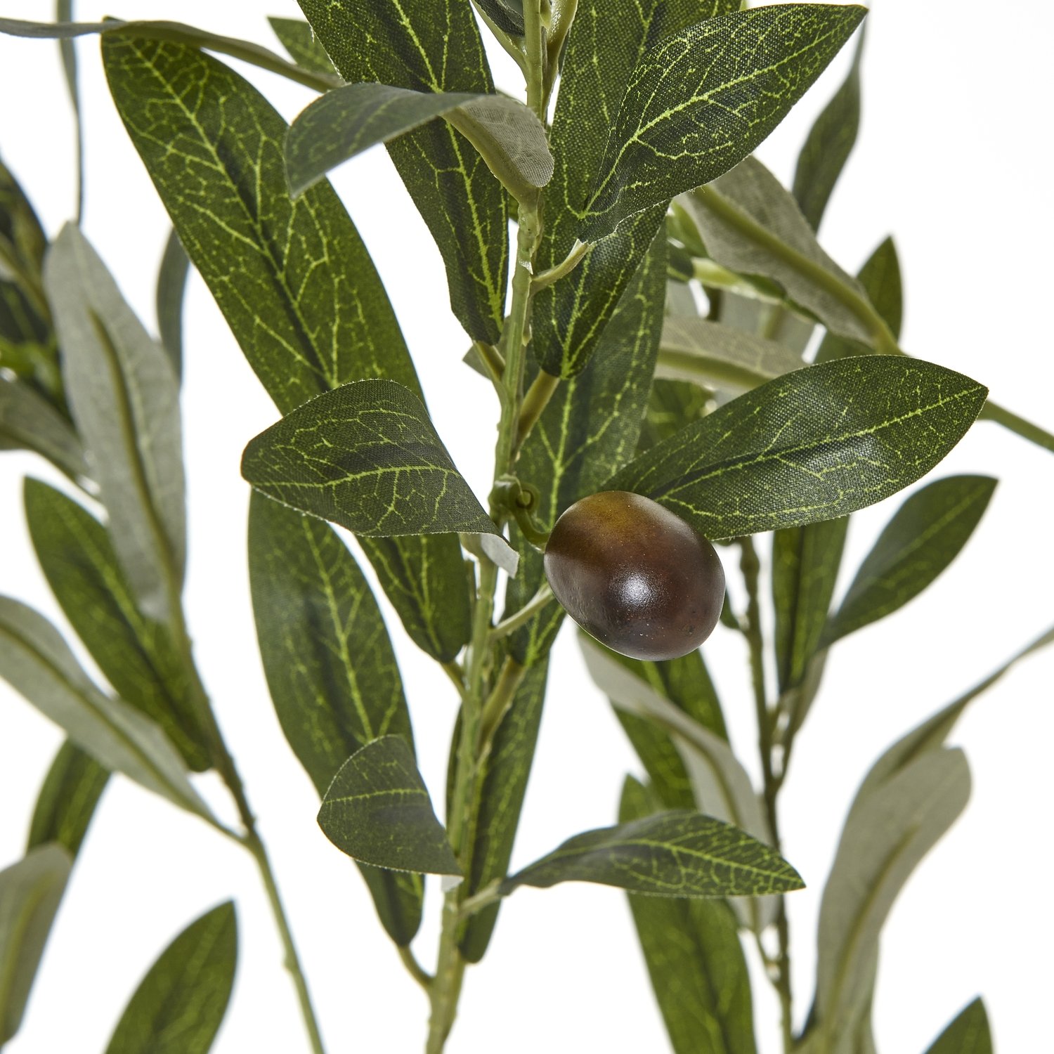Apulia Olive Tree In White Pot 180Cm - Image 3