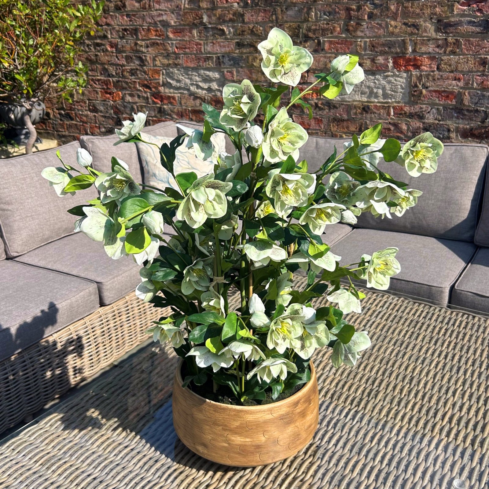 Large Green Hellebore in Taupe Pot - Image 2