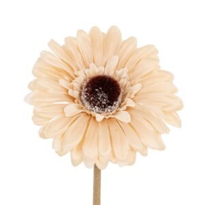 Cream Gerbera Stem