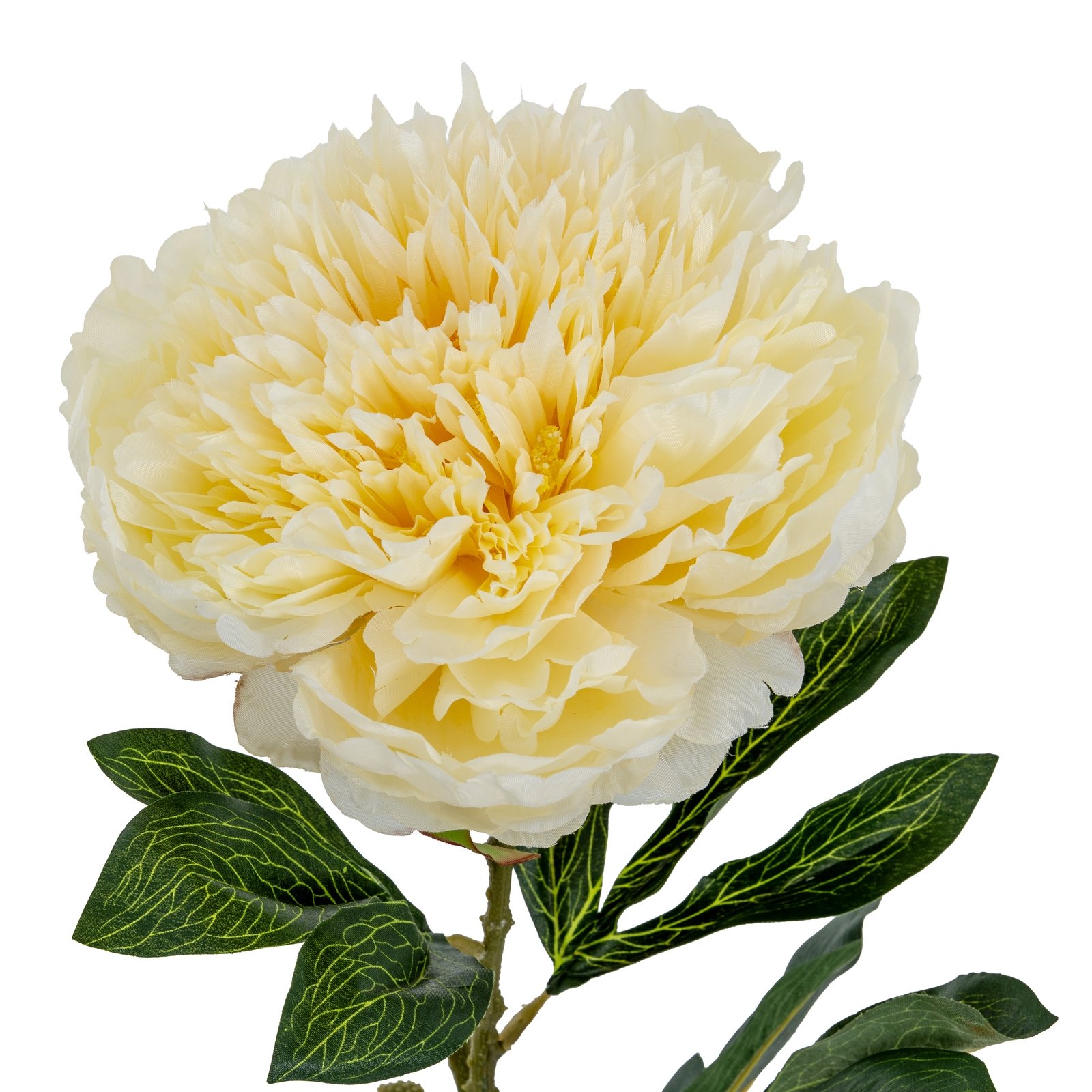 Large Buttermilk Double Peony Stem - Image 3