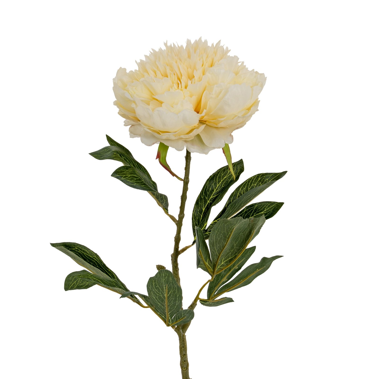 Large Buttermilk Double Peony Stem
