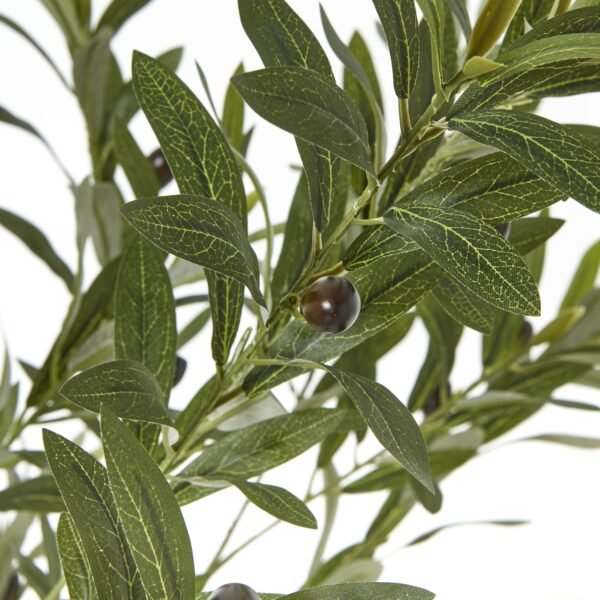 Apulia Olive Tree In White Pot 180Cm - Image 2