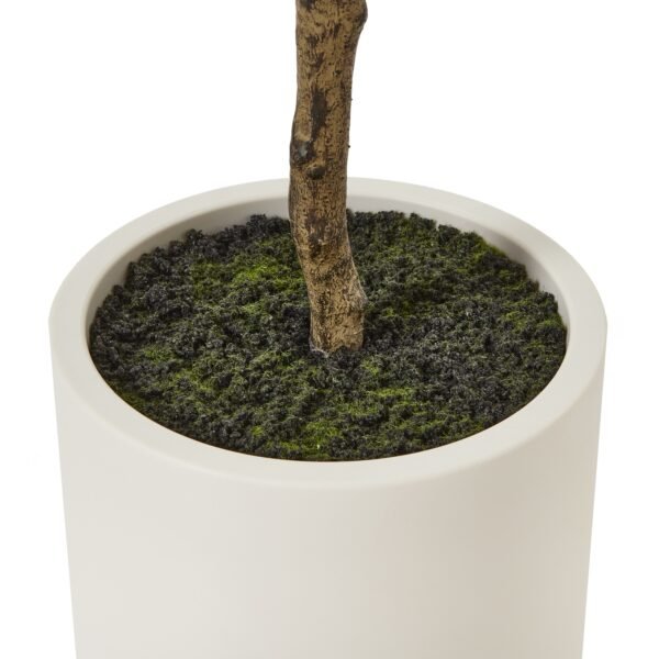 Apulia Olive Tree In White Pot 180Cm - Image 4