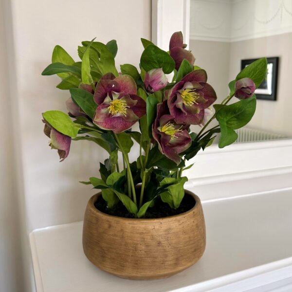 Deep Plum Hellebore Plant In Taupe Pot - Image 2