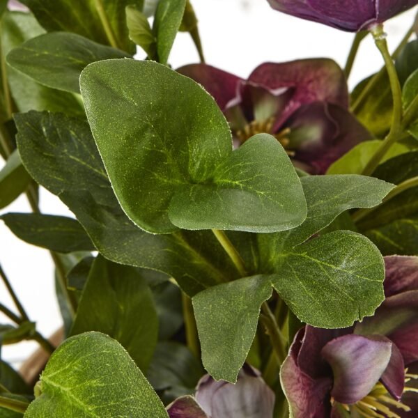 Deep Plum Hellebore Plant In Taupe Pot - Image 3