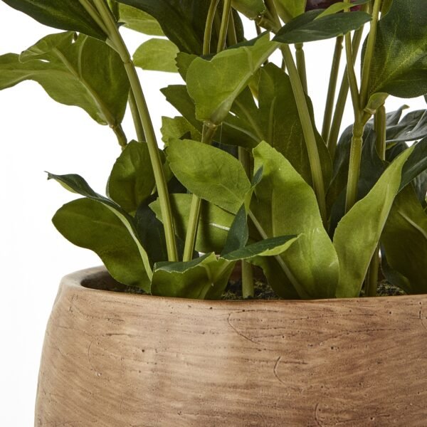 Deep Plum Hellebore Plant In Taupe Pot - Image 4
